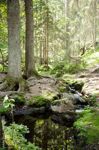 Nuuksio National Park  Finland. Sunny summer day in forest. Beautiful spring water running in rocks. 