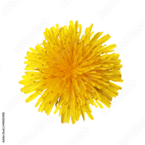 Beautiful blooming yellow dandelion isolated on white