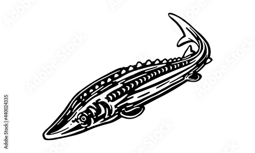 Beluga sturgeon