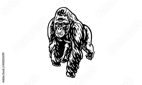 Mountain gorilla