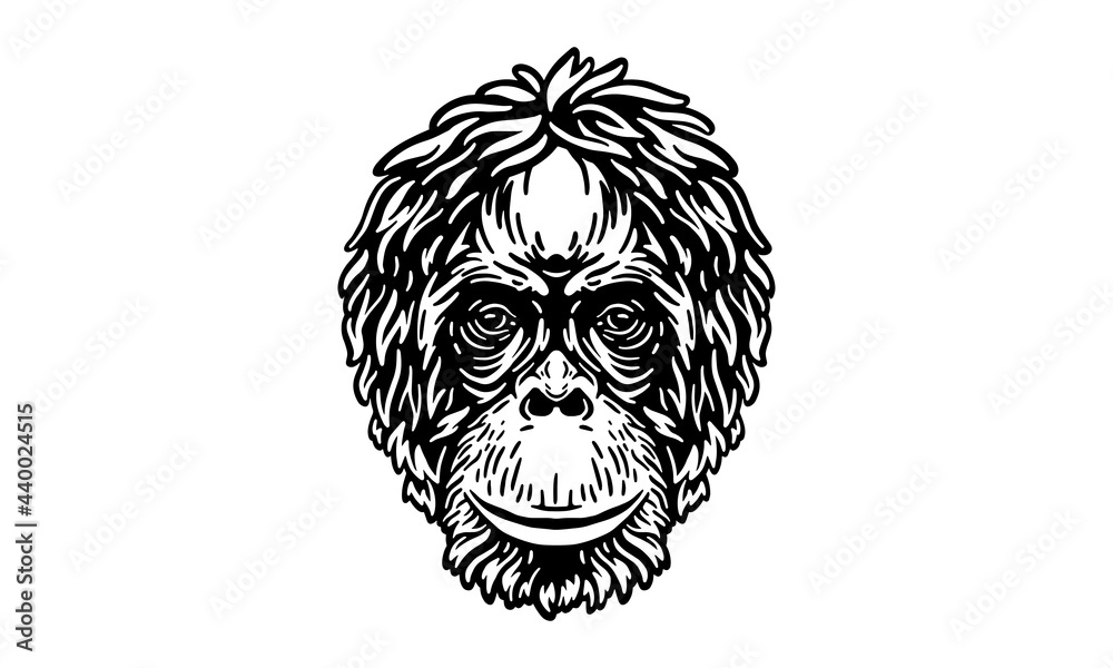 Sumatran orangutan - face Sumatran orangutan - face