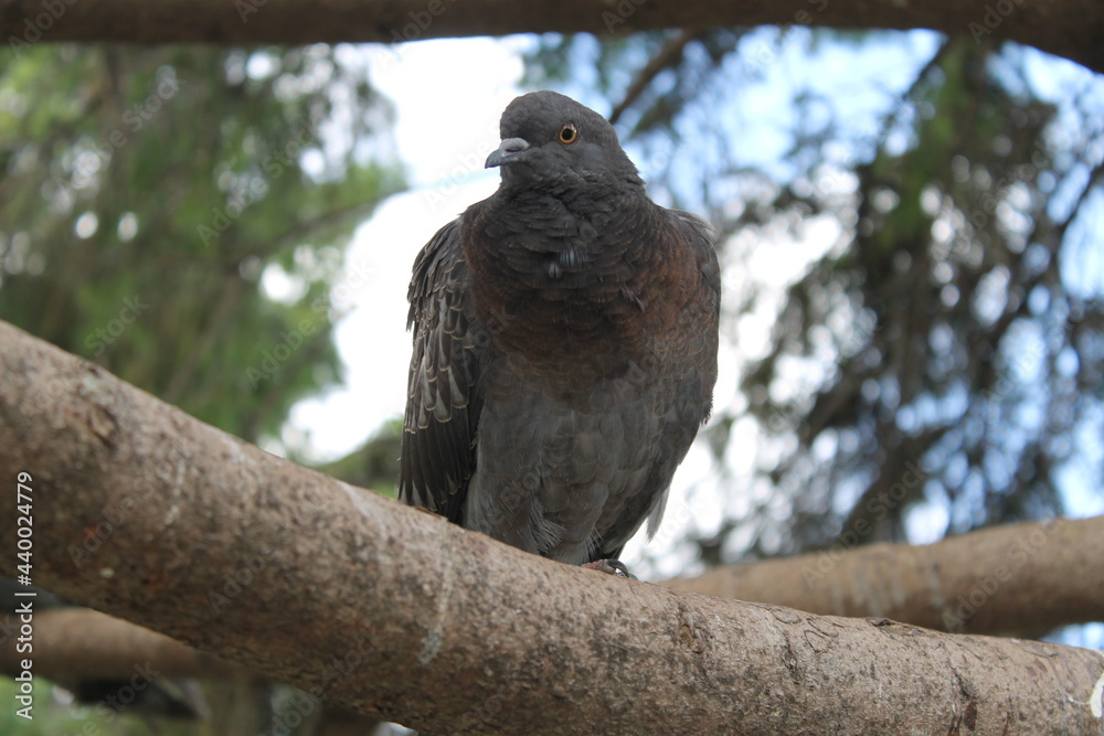 Obraz premium owl on a branch