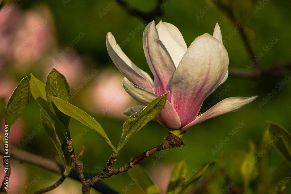 Fototapeta premium pink magnolia blossom