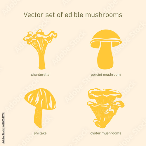 Vector set of edible mushrooms. Collection of icons a chanterelle, porcini mushroom, shiitake, oyster mushrooms. 