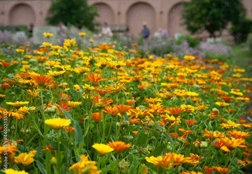 Fototapeta premium Marigold flowers (Calendula officinalis) in Spaso-Efimiev Monastery herb garden in Suzdal, Russia.