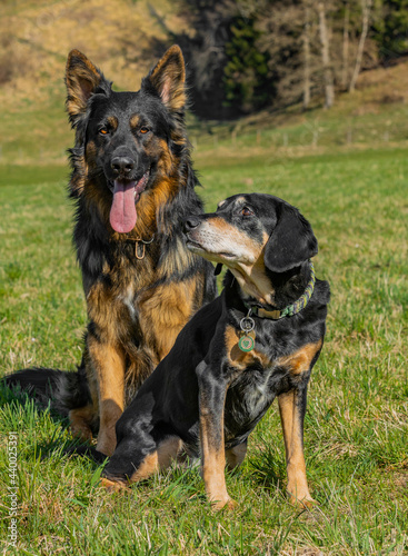 Canvas Print Adorable scene of a German shepherd and New Zealand Huntaway dogs resting togeth