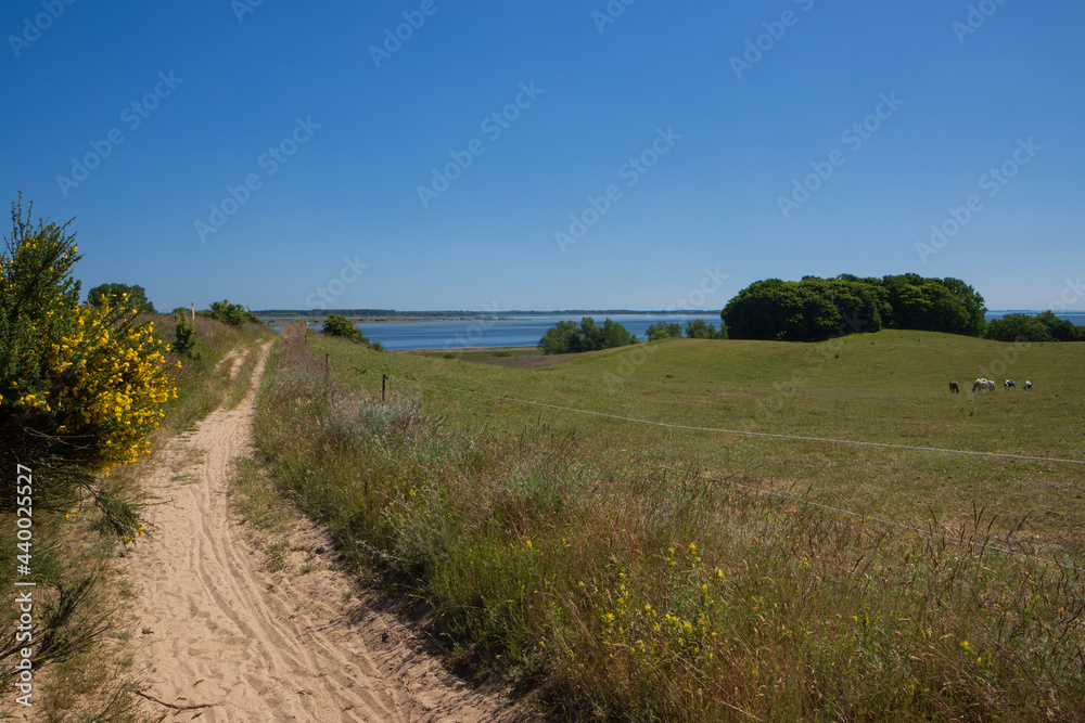 sandiger Wanderweg mit blühendem Ginster am Wegrand mit Bodden Blick auf Hiddensee bei Grieben. sandiger Wanderweg mit blühendem Ginster am Wegrand mit Bodden Blick auf Hiddensee bei Grieben.