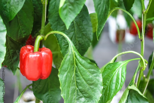 Capsicum annuum close up or  fresh red bell peppers hanging on tree in organic vegetable farm background photo