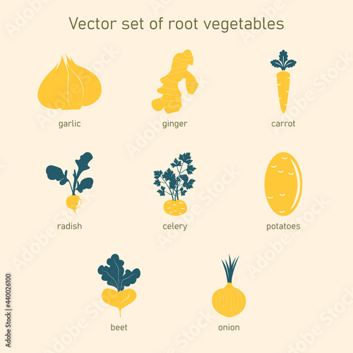 Vector set of root vegetables. Collection of icons garlic, ginger, carrot, radish, celery, potatoes, beets, onions.