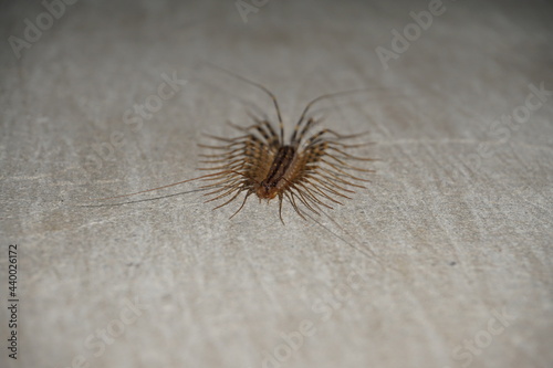 Foto Scutigera coleoptrata on a house wall, house centipede