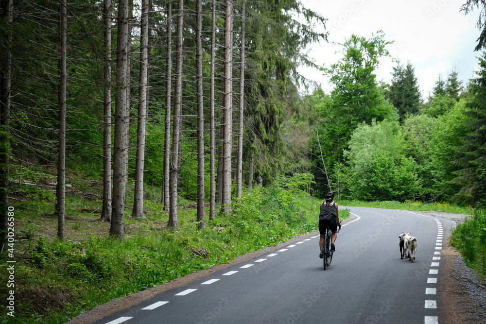 Road cyclist and two stray dog are riding along a beautiful mountain road through a pine forest