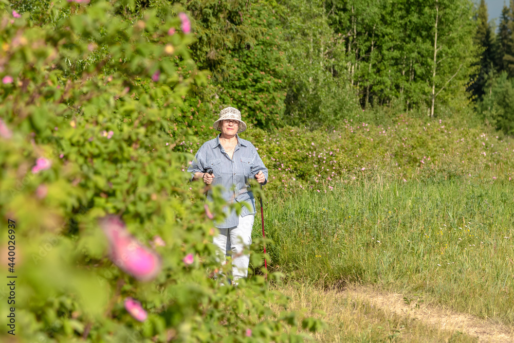 The grandmother is engaged in Scandinavian walking. An elderly woman goes in for sports. The grandmother is engaged in Scandinavian walking. An elderly woman goes in for sports.