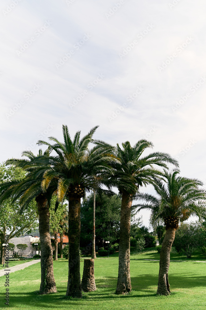 Date palms on a green lawn against a blue sky