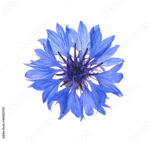 Beautiful light blue cornflower plant isolated on white © New Africa