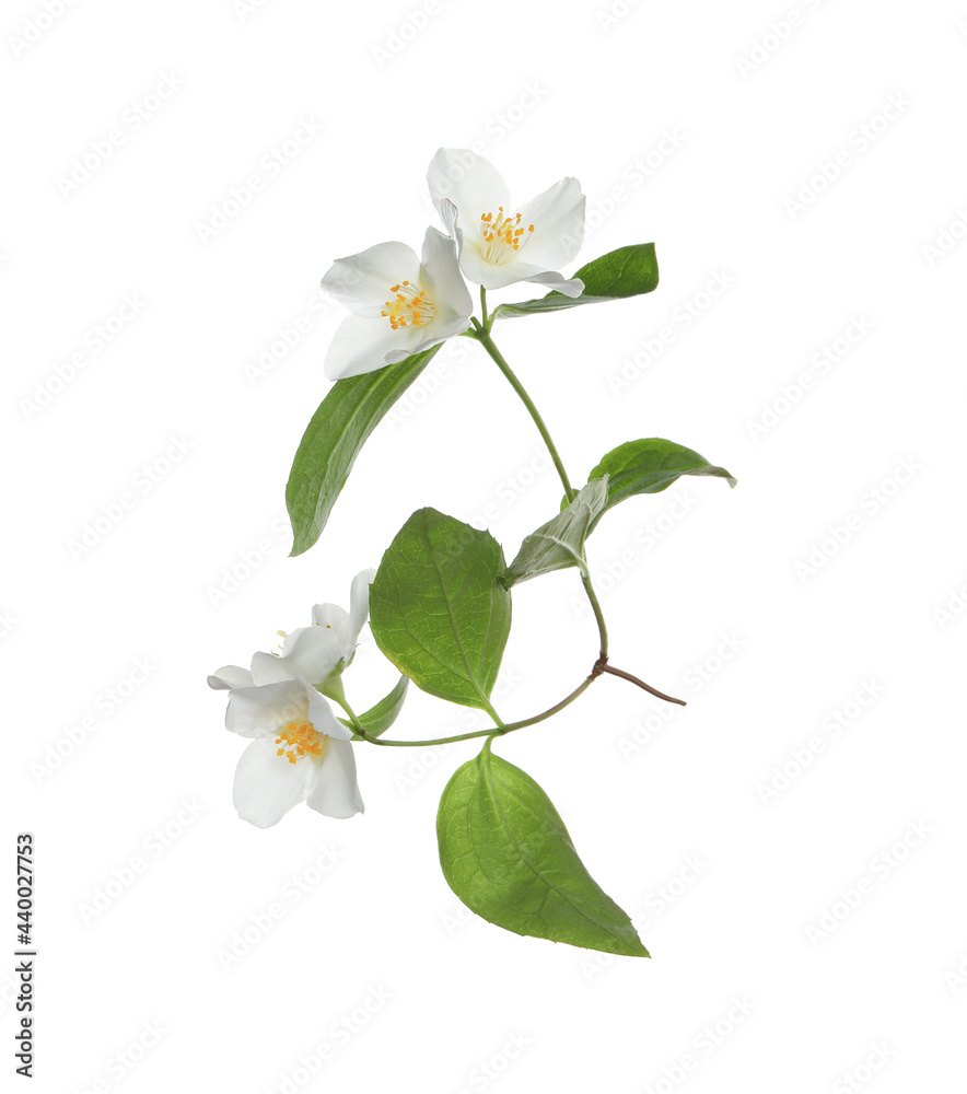 Fototapeta premium Beautiful flowers of jasmine plant with leaves on white background