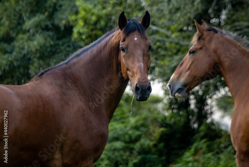 Lusitano on pasture  wild animals  outdoors  amazing horses.