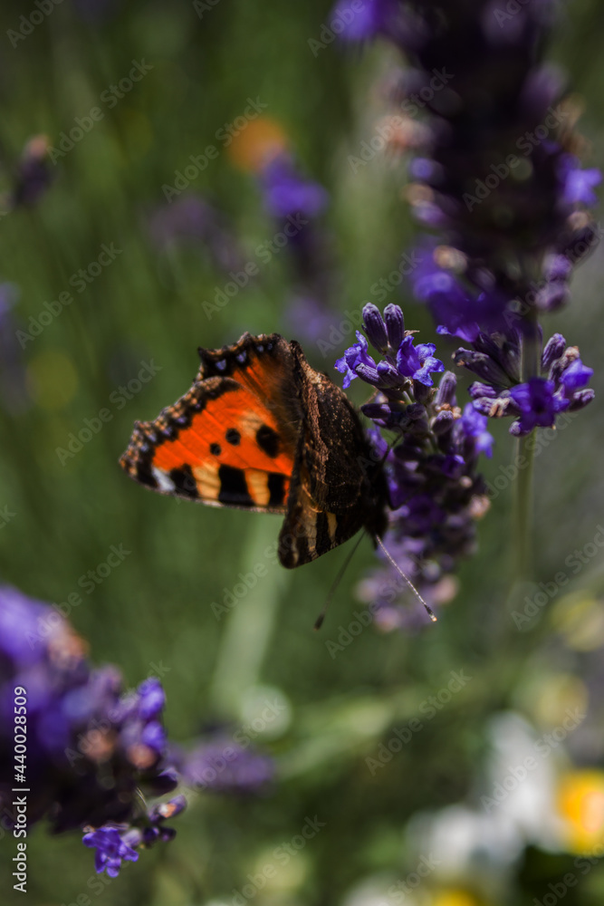 Obraz premium butterfly on flower