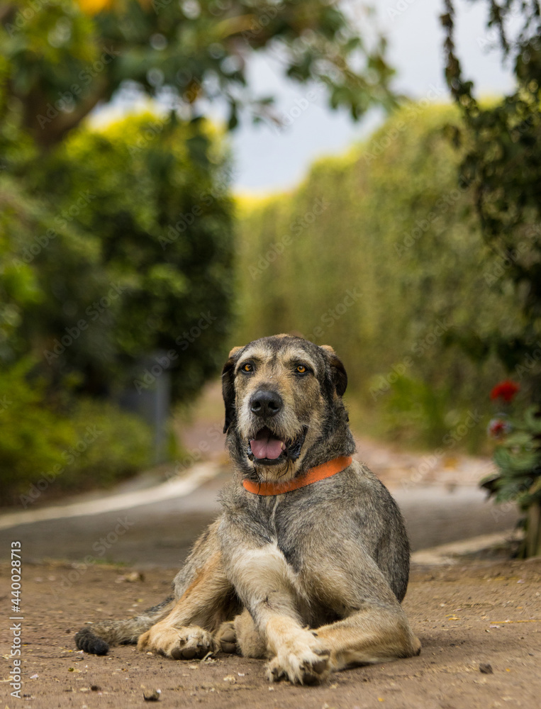Cute and obedient dog, Irish Wolfhound, looking in camera. Cute and obedient dog, Irish Wolfhound, looking in camera.