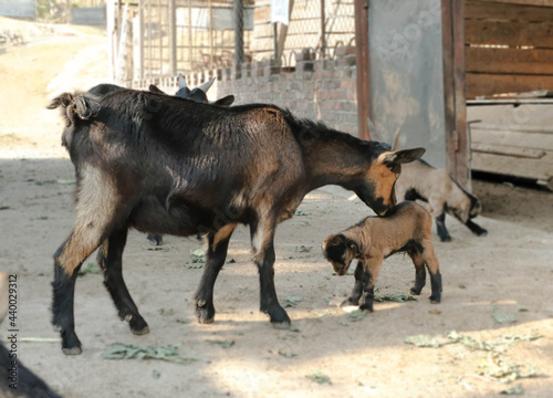 A mother goat and her baby goat having a great time together. The mother goat is cleaning her baby intimately. 