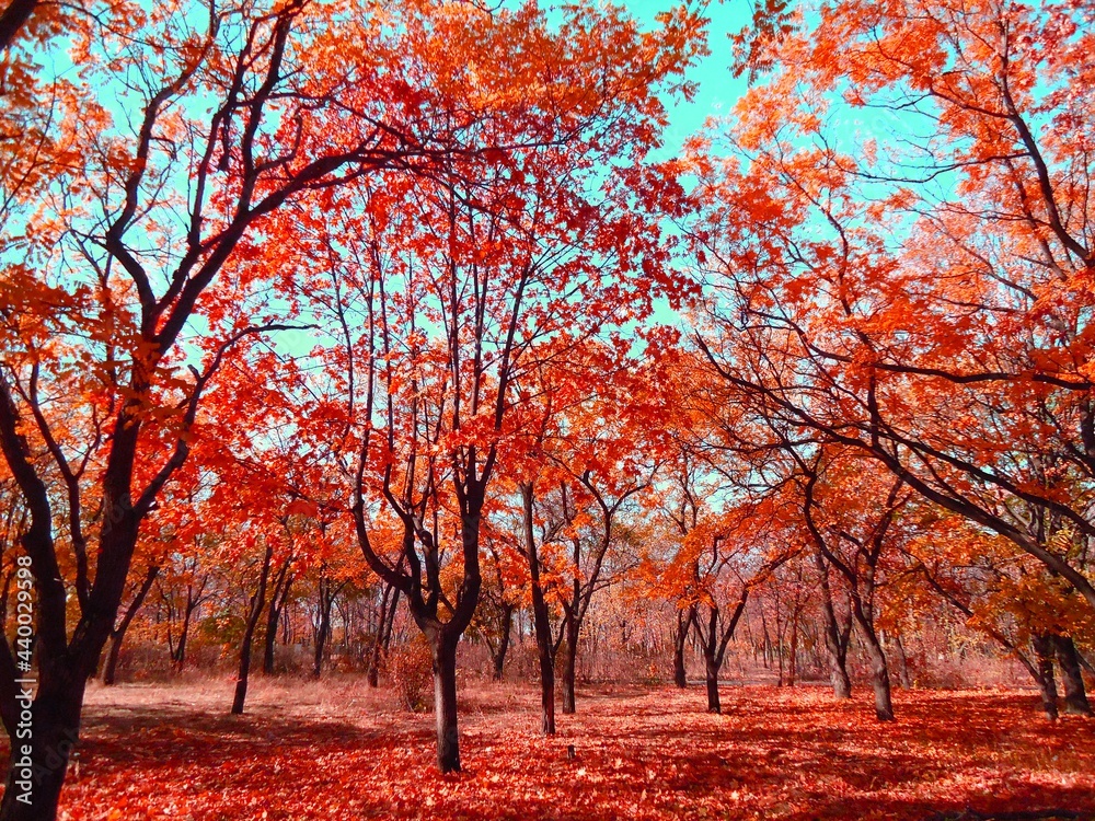 Naklejka premium Autumn landscape. Autumn tree leaves sky background.