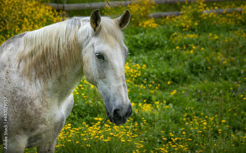 Lusitano on pasture, wild animals, outdoors, amazing horses.