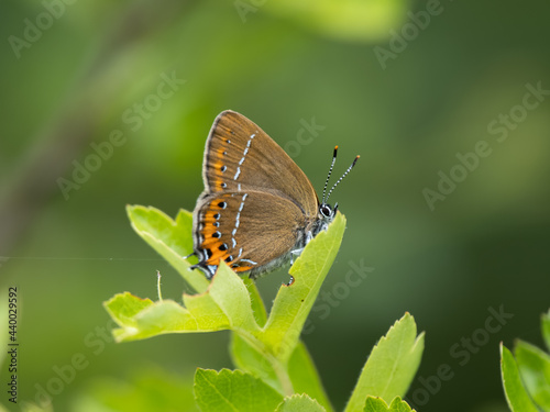 Black Hairstreak Butterfly Resting