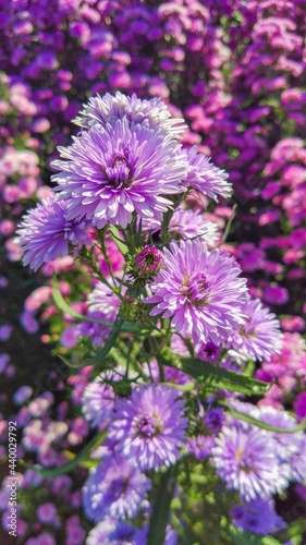 purple flowers blooming