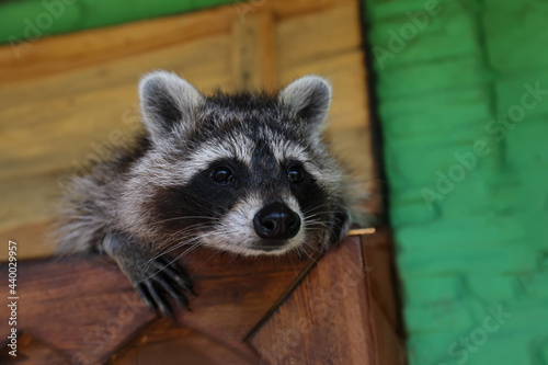 Cute funny raccoon playing in animal shelter