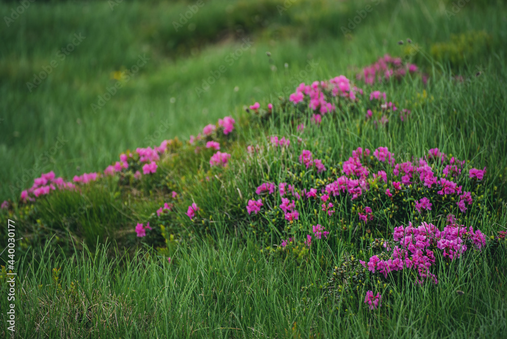 Fototapeta premium Rhododendron flowers in nature