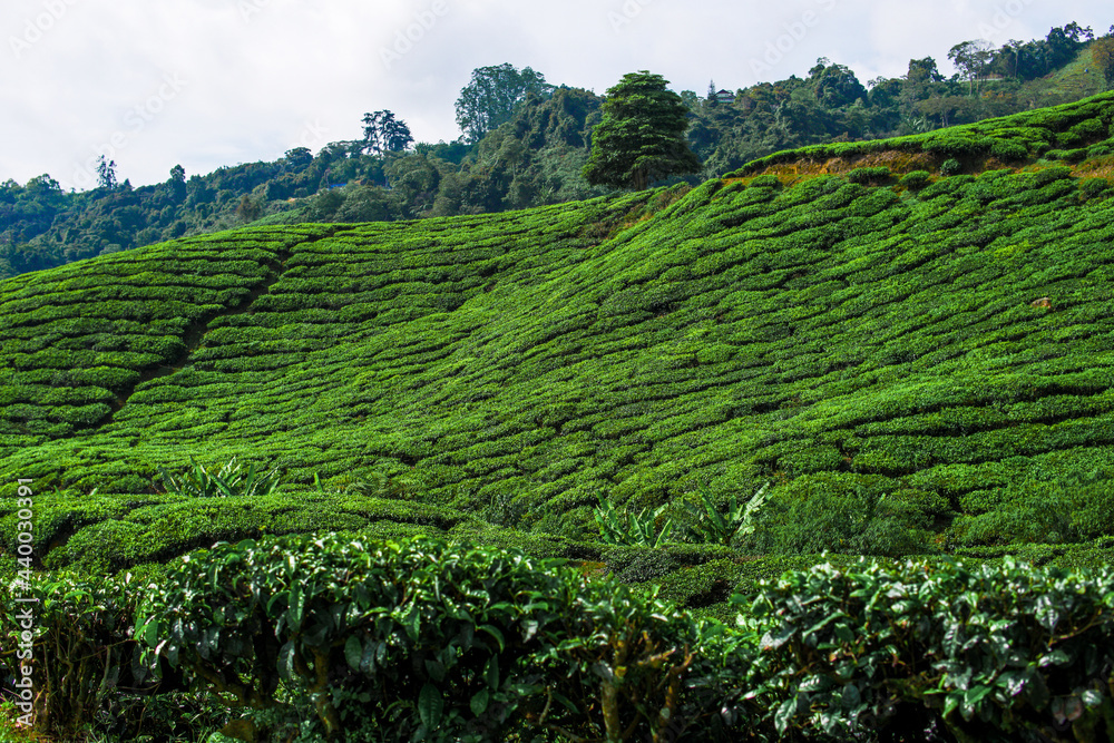 Tea plantation in Cameron highlands, Malaysia Tea plantation in Cameron highlands, Malaysia