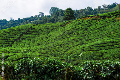 Tea plantation in Cameron highlands  Malaysia