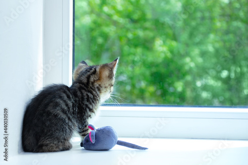 A small gray kitten sitting on the windowsill with soft toy looks out the window to the street.