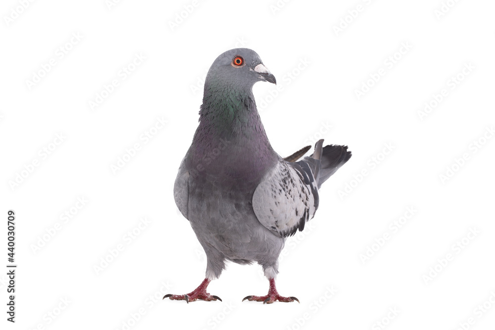 gray dove isolated on white background gray dove isolated on white background