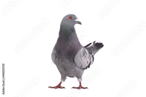 gray dove isolated on white background