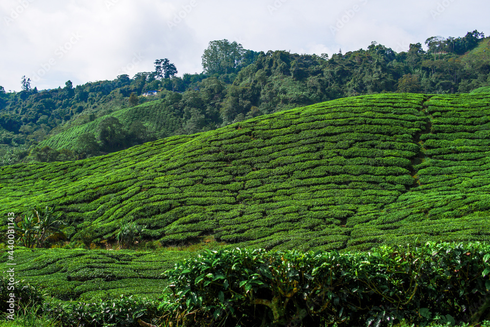 Tea plantation in Cameron highlands, Malaysia