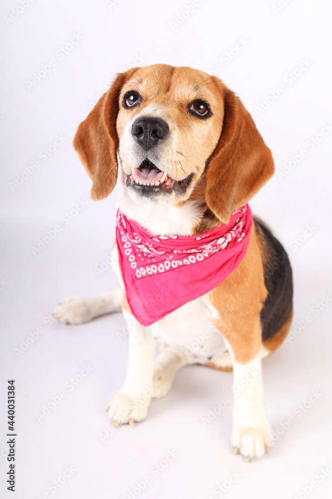 A cute beagle female with a Pinky scarf