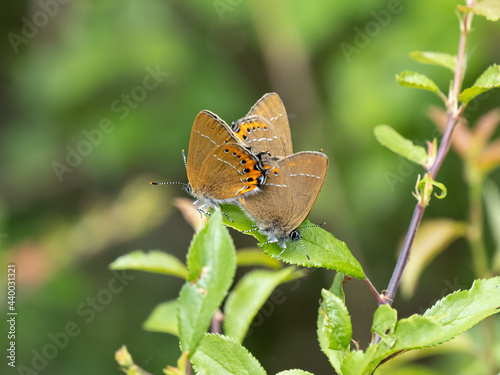 Black Hairstreak Butterflies Mating With Another Male Interloping photo