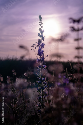 Blue salvias on road side photographed trough bushes - sunset behind it with purple sky and colors