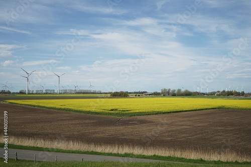 Rapeseed field in summer under blue sky in the background wind turbines