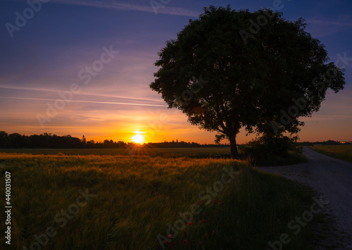 Beautiful sunrise on a wheat field with a big tree - nice sky colors with a big bright sun