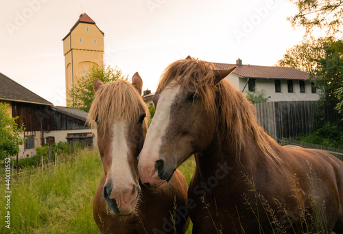 Two horses holding their heads together on a farm infront of farm houses and a church - nice orange lighting