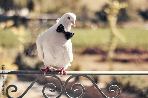 Elegant pigeon on the balcony