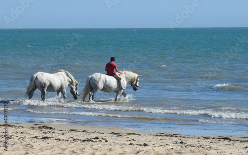 Fototapeta Naklejka Na Ścianę i Meble -  Horses walking in the sea. Atlantique. France
