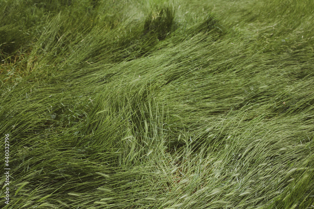 green grass background green grass background