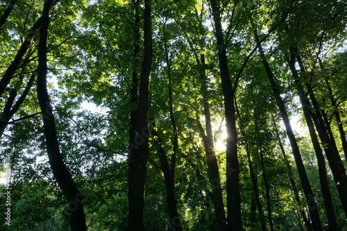Tall trees and the sun breaks through the leaves