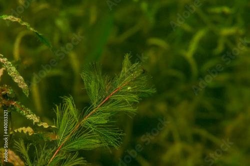 Beautiful fresh and bight freshwater seaweed hydrilla verticillata photo