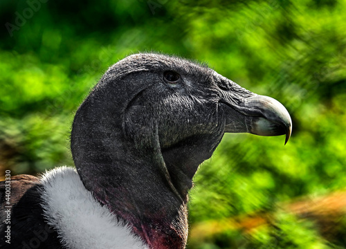 Andean condor`s head. Latin name - Vultur gryphus photo