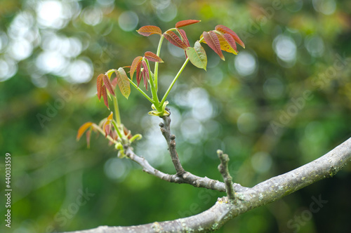 Spring leaves of a forest walnut tree photo