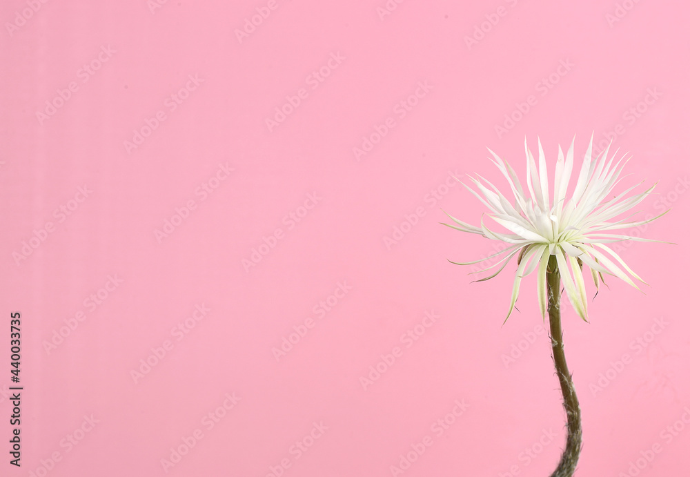 Flower of Prayer - Close up of cactus flower against pink background ,blank on left