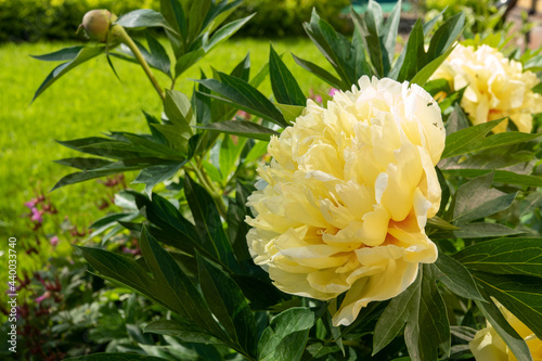 Yellow peony flower in garden. Bartzella Itoh Peony bloom in Park. Large, luminous, golden yellow double bloom. Mother s Day card with yellow rose in full bloom photo